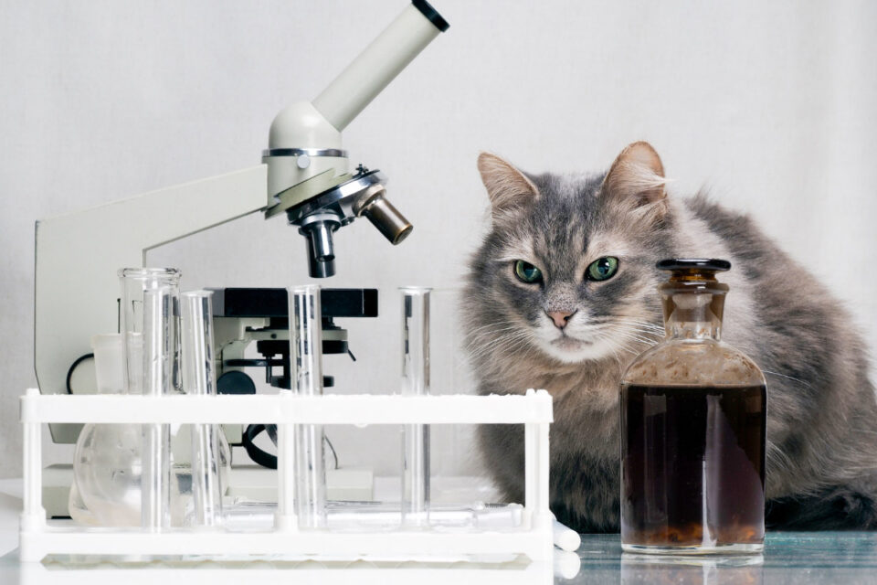 Science Cat