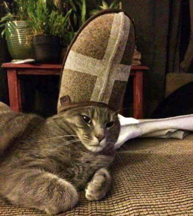 Cleric Cat