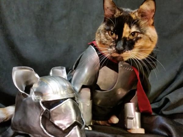 Paladin Cat