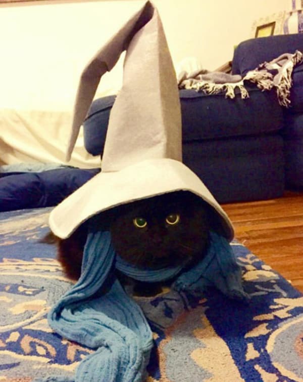 Sorcerer Cat