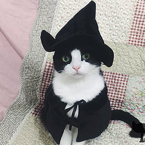 Wizard Cat